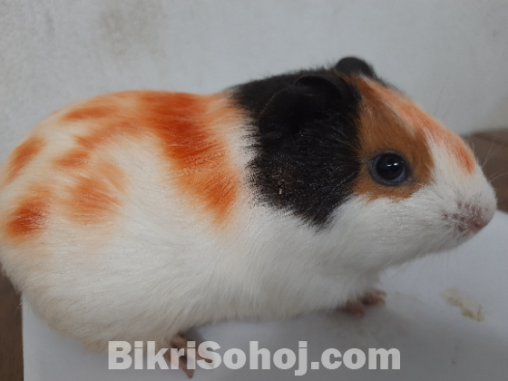 Guinea pig / animals pet's. গিনি পিগ।